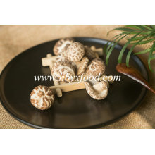 Nutritional Vegetable Dried Tea Flower Mushroom Producer